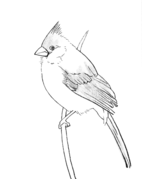 traceable_bird_twig.PNG