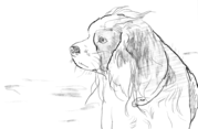 traceable_dog_profile.PNG