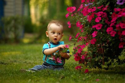 Keywords: baby,red flowers,blue outfit,touching bush,grass,summer