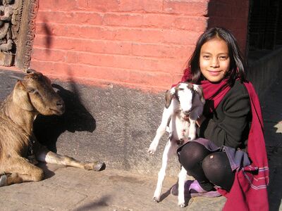 Keywords: portrait,goats,girl,red brick wall,two,one,scarf,black top,purple skirt,leggings,bending down