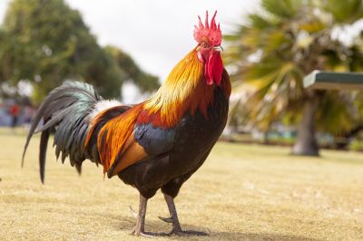 Keywords: chichen,rooster