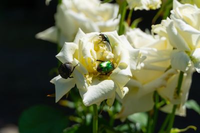 white_flowers-bugs3.jpg