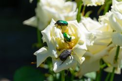 white_flowers-bugs1.jpg