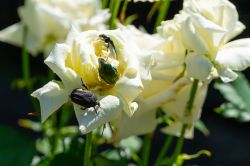 white_flowers-bugs2.jpg