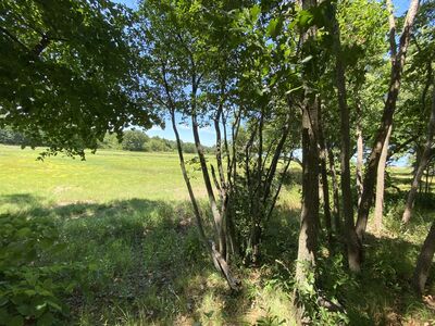 Keywords: stand of trees,gree,field,shadows