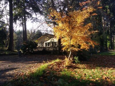 Keywords: autumn,tree,house,trees,yellow