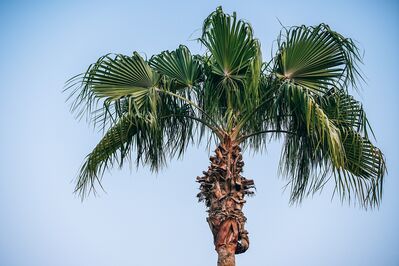 Keywords: palm tree