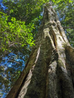 big_trees
Keywords: tall tree