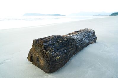 Keywords: beach,wood,log