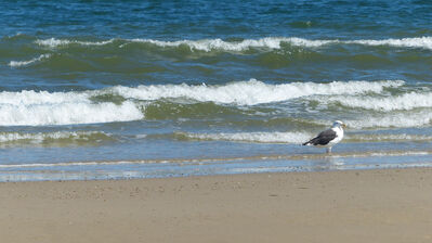 Keywords: wave,Watercolor of a bird on beach,Watercolor painting of a bird on beach