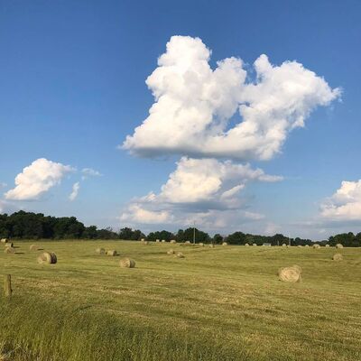 Keywords: white clouds,hayfield,bales,green,trees