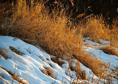 Keywords: brown grass,snow,snowy,winter