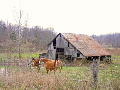 Keywords: horses,barn,meadow,field,fence