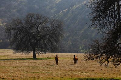 Keywords: horse,field,tree,mountain