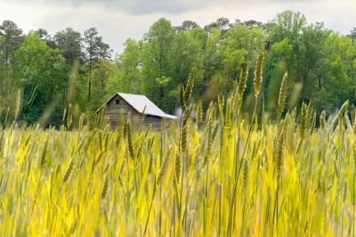 house_trees_field
