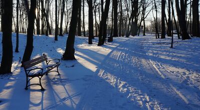 Keywords: sunrise,tree,trees,shadow,cast shadow,blue,snow,bench