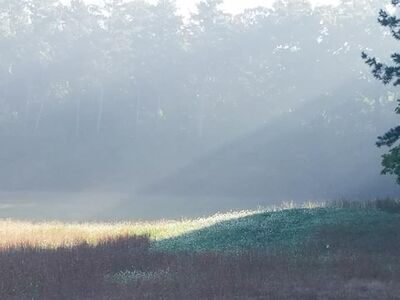 Keywords: fog,sunlight,bright