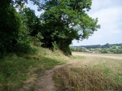 Keywords: path,grass,trees,green