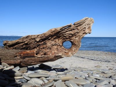 log_wood_beach
