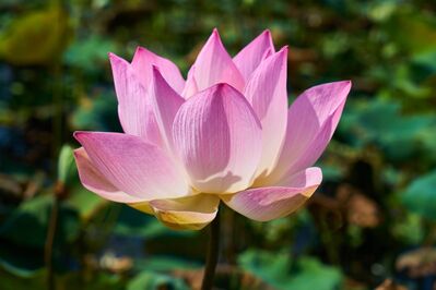 Keywords: lotus flower