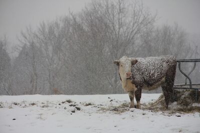 Keywords: winter,snow,snowy