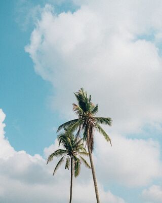 Keywords: palmtree,palm trees,clouds