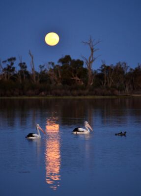 Keywords: pelican,duck,water,moon,trees,reflection,Painting moon reflection the easy way in watercolor - 44:49