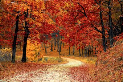 Keywords: trees,autumn,road