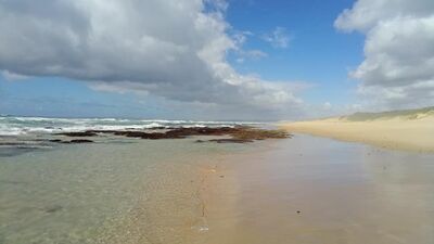 Keywords: beach,seaweed,sand,water,tide,clouds