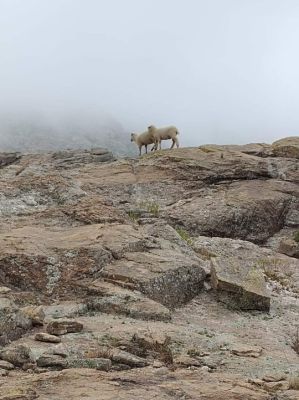 sheeps_mist_mountains
Keywords: sheeps