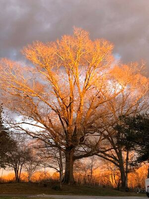 Keywords: dramatic,solitary,tree,bare,branchs,yellow