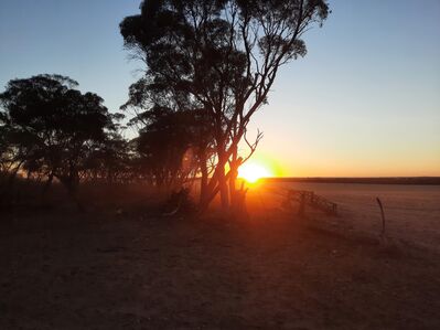 sunrise_trees
