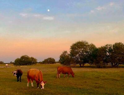 Keywords: cows,field,trees,green