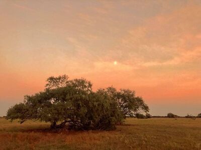 Keywords: solitary,tree,emotional,red sky,Paint a very soft sunset sky in a watercolor landscape painting - 30:42