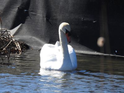 swan_reflection
