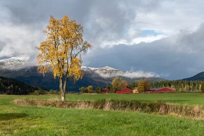 Keywords: autumn,tree,red houses,houses