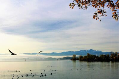 Keywords: lake,water,birds,bird,painting a peaceful lake and birds