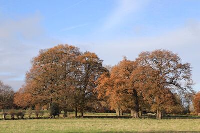 Keywords: group,brown,trees,grass,sky