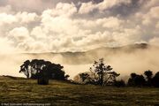 Misty_Farm_morning2C_Ararimu2C_Auckland2C_NZ-8799-2.jpg