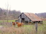 horse-house-facebook-Sandy_Clauser_Clark-library_of_artists_reference.jpg