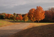 reference_autumn_trees.jpg