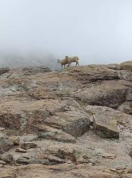 sheeps_mist_mountains.jpg