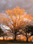 sunrise-tree-facebook-Jay_Weemhoff-library_of_artists_reference.jpg