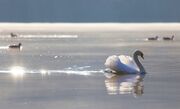 swan-6375113_1920.jpg