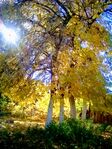 trees-autumn-facebook-Estera_Kertesz-library_of_artists_reference.jpg