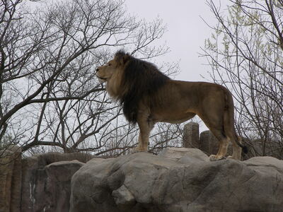 Keywords: lion,zoo,lion on a rock,male lion,adult lion