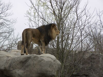 Keywords: lion,zoo,lion on a rock,male lion,adult lion,lion looking away