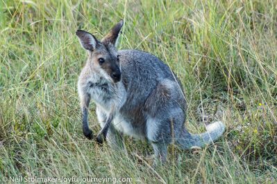 Keywords: kangaroo