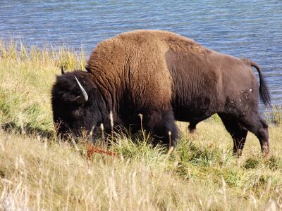 Keywords: yellowstone,bison