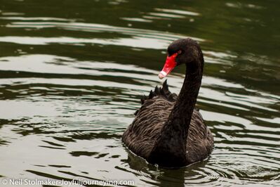 Keywords: bird,swan